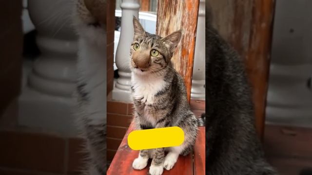 Большая Ошибка Кота 😯 смотреть онлайн