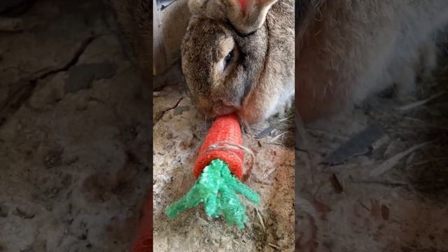 Will Adorable Heidi Love This Carrot Chew Toy? смотреть онлайн