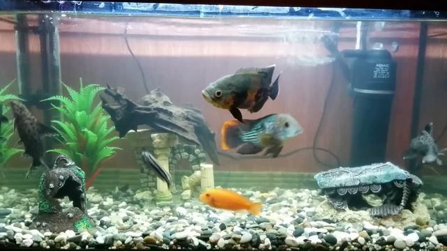 Рыбки аквариумные смотреть онлайн