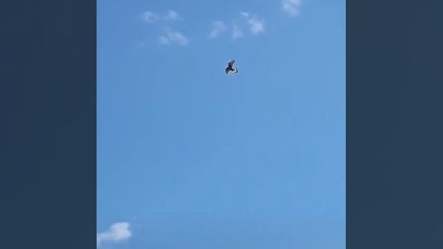 Птица зависла в воздухе смотреть онлайн