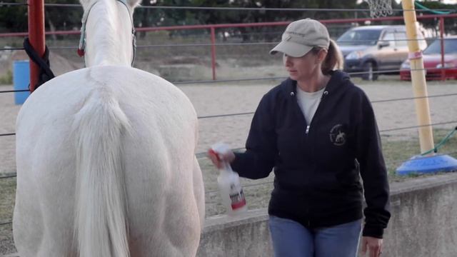 REDArena - Riding Equines for the Disabled смотреть онлайн