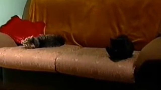 Przytulisko dla koni "Przystań Ocalenie" rok 2001 смотреть онлайн