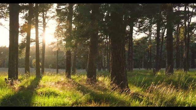 Звуки природы Пение соловья в лесу. Релакс 2 часа Лайк ! Сон . смотреть онлайн