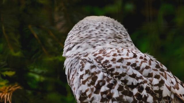 сова смотреть онлайн