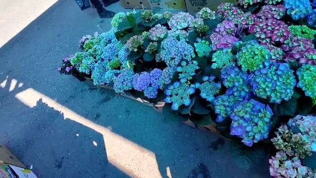 ВТОРОЕ ВИДЕО //КУПИЛА ЦВЕТЫ смотреть онлайн