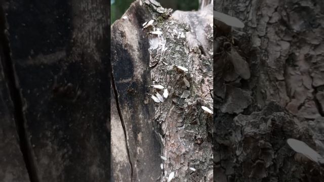 КАК РОЯТСЯ 🐜ЧЕРНЫЕ МУРАВЬИ? ЭНТОМОЛОГИЯ. LASIUS NIGER COLONY IS SWARMING BEFORE RAIN. QUEENS, MALES смотреть онлайн