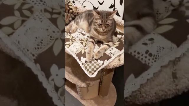 Котомастер домик для кошек ЗараМини смотреть онлайн