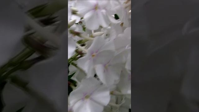 Белые цветы. Дмитрий Шлапак смотреть онлайн