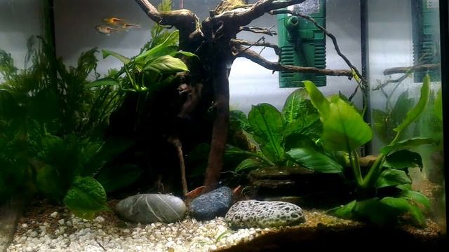 Mini Aquarium смотреть онлайн