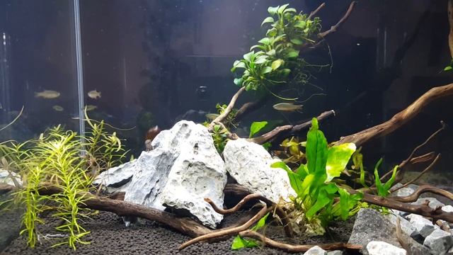 ADA Mini M смотреть онлайн
