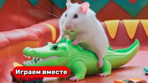 СЛОЖНЫЙ ЛАБИРИНТ С ЛОВУШКАМИ ДЛЯ ХОМЯКА 🐹 Видео для детей