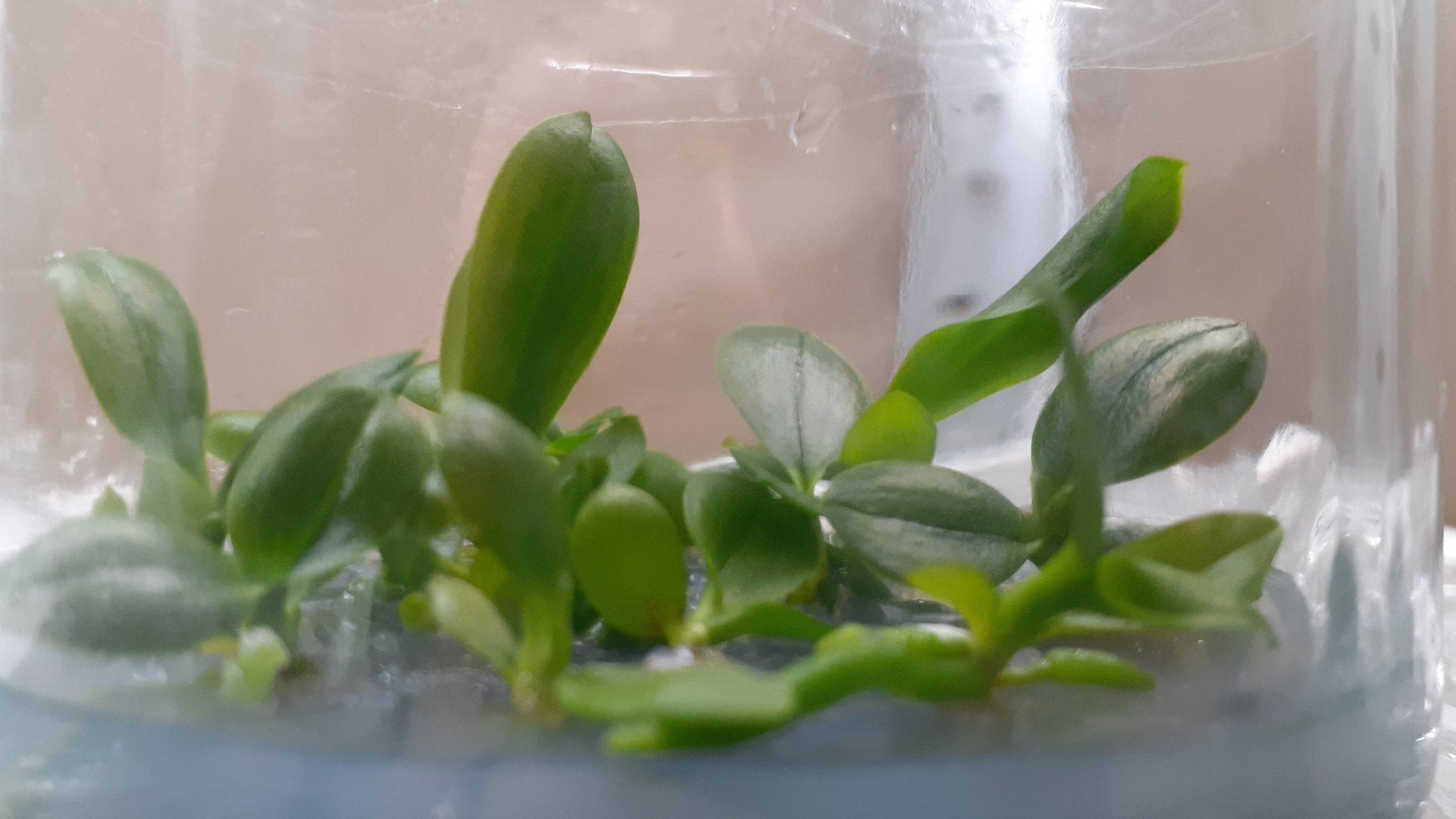 Микроклональное размножения Орхидей смотреть онлайн