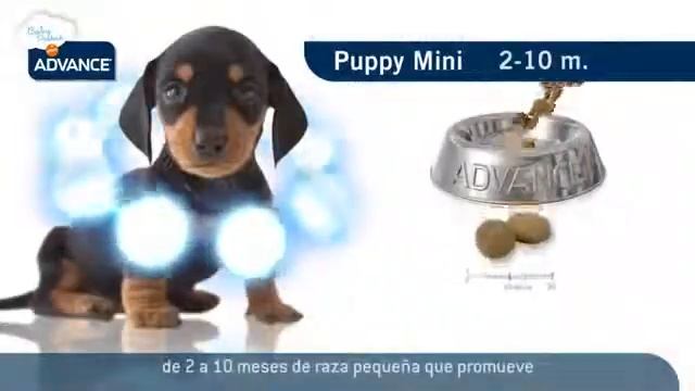 ADVANCE Mini Puppy Protect Pollo y Arroz смотреть онлайн