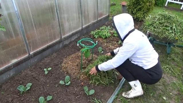 6 соток 31 мая 2020 год Последний дождливый день мая.Или история про семью декоративных козликов..