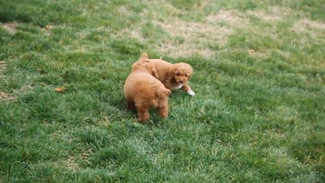 Mini Poodle Puppies For Sale смотреть онлайн