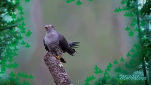 Детская песня   Кукушка