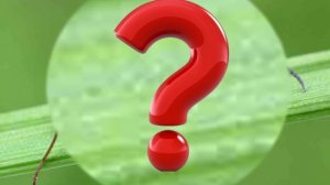 загадки про насекомых