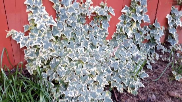 Variegated English Ivy / Hedera helix variety смотреть онлайн