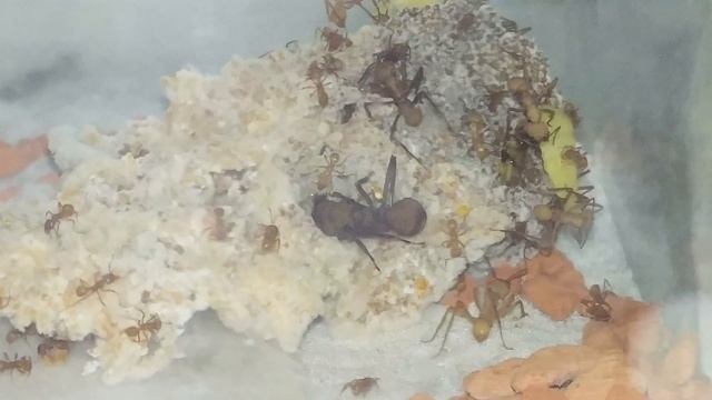 Acromyrmex Echinatior #4 смотреть онлайн