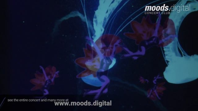 This Night - Birds and Bones * Visuals by Mirjam von Ow // live @ moods zh смотреть онлайн