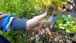 На поиски драгоценных камней в Сибирском лесу