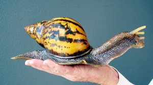 Удивительные и очень интересные факты про Улитку