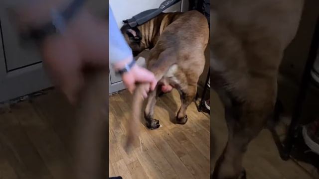 кане-корсо вернулся с прогулки))) задета честь собаки смотреть онлайн