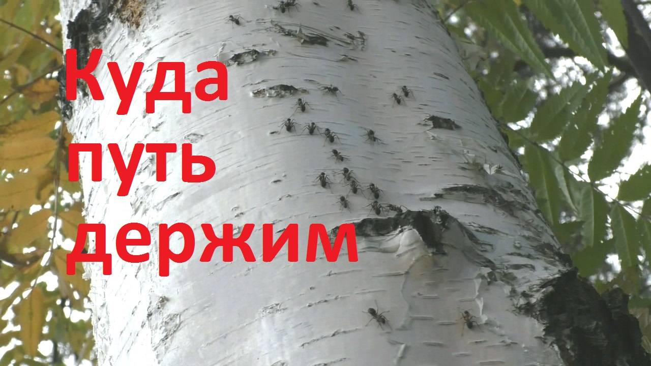 Осень. Холод. Куда летят пчелы и ползут муравьи смотреть онлайн