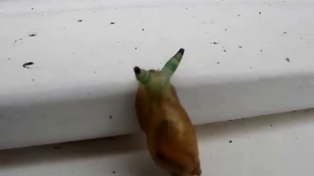 Leucochloridium Paradoxum