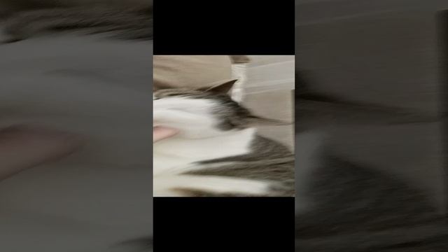 кошка муся смотреть онлайн