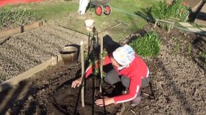 6 соток 17 мая 2020 год. Как я ранюю капусту и карликовую вишню Кармил Джуел сажала..