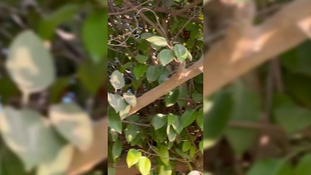 Uistler dub daraxti - Пробковый дуб Уистлера - Whistler Cork Oak Tree. смотреть онлайн