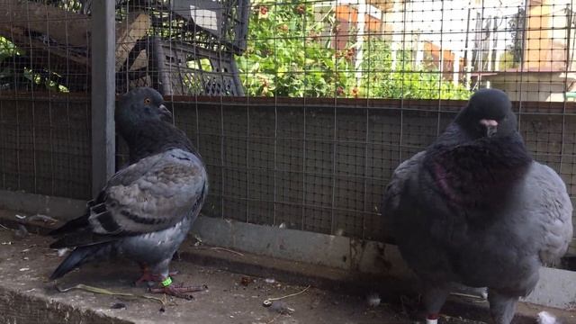 Голуби кинги KING PIGEONS 2019 смотреть онлайн