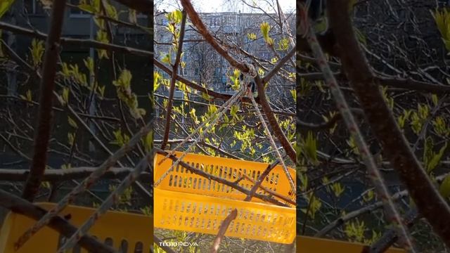 Воробьи встречают рассвет на кормушке. смотреть онлайн