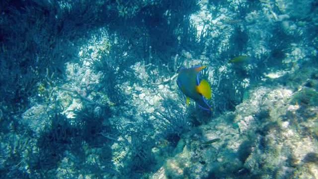 Isla Margarita - Nueva Esparta - www.italcaribeclub.com.wmv смотреть онлайн