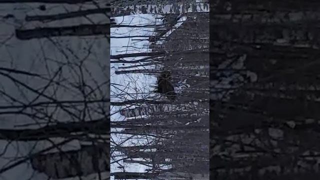 снова лось, бык. смотреть онлайн
