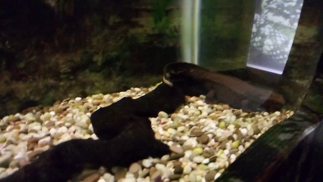 Московский зоопарк. Темно - бурый тритон.