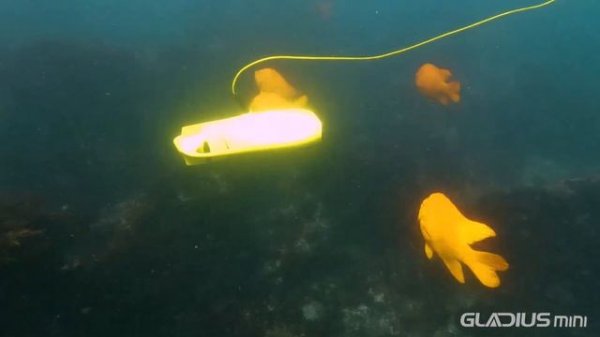 CHASING GLADIUS MINI UNDERWATER DRONE | Exploring San Diego