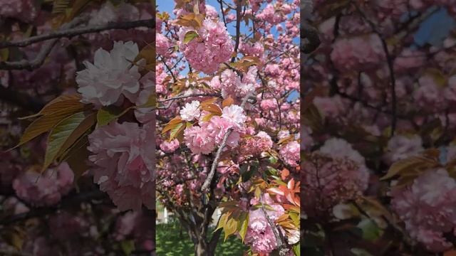 АДЛЕР. Цветёт САКУРА. Парк культуры и отдыха. смотреть онлайн