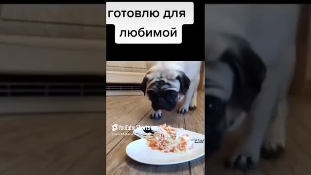 Мопс Милка смотреть онлайн