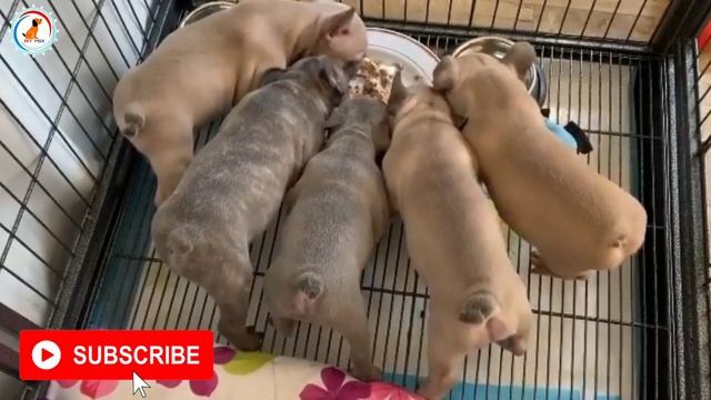 आप के Dog के बाल सॉफ्ट और अच्छे कैसे करे ? / How to make dog coat shiny || Improve your puppy coat смотреть онлайн