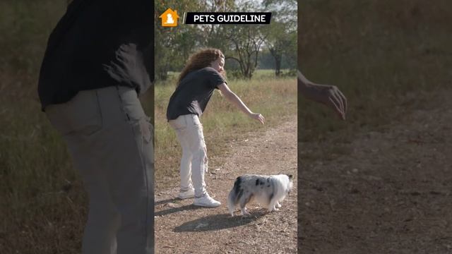 Woman Playing With Dog | Adult Woman Playing With Her Dog | Pets Guideline смотреть онлайн