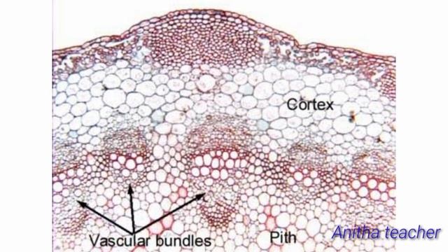 Dicot stem смотреть онлайн