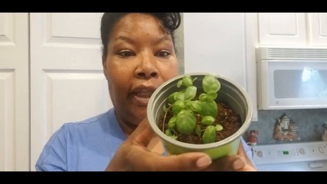 Update on Dollar Tree plant kits!! смотреть онлайн