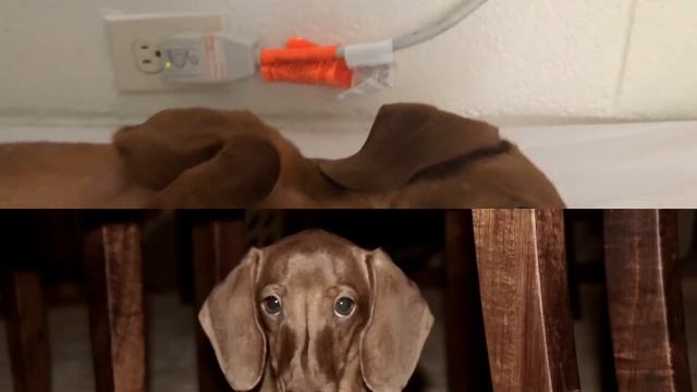 The hotdog named Sushi смотреть онлайн