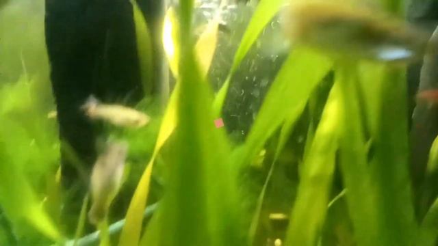 guppies just having fun смотреть онлайн