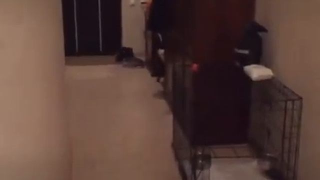 Мопс Мила смотреть онлайн