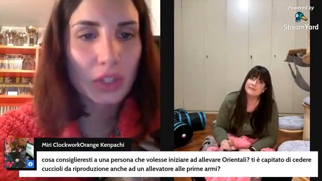 SIAMESE and ORIENTAL SHORTHAIR e la sua TOELETTATURA смотреть онлайн