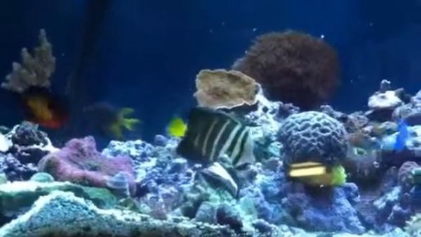 Sailfin tang algae grazing
