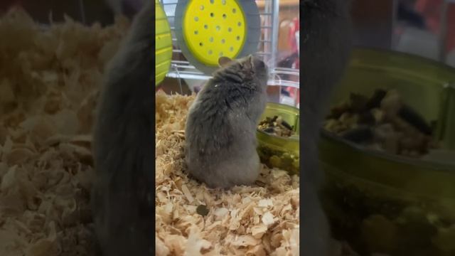 Обзор на клетку RODY MINI ZOLUX